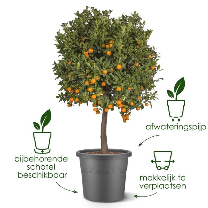algarve cilindro 25cm tijmgroen
